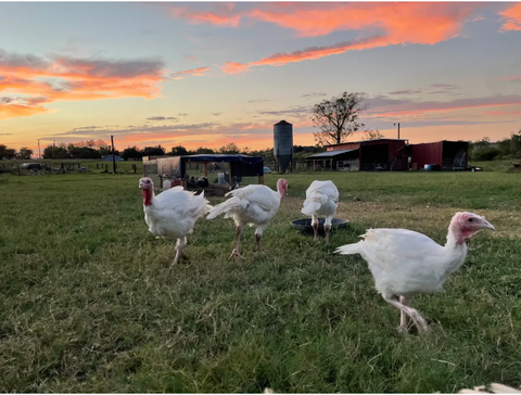 *DEPOSIT* PASTURE RAISED THANKSGIVING TURKEY