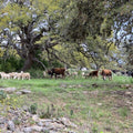Cattle and Dorper sheep multi-species grazing under oak trees at Pure Pastures